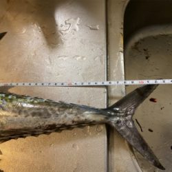 ライトショアジギング