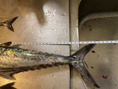 ライトショアジギング