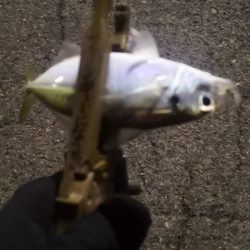 アジング練習 107