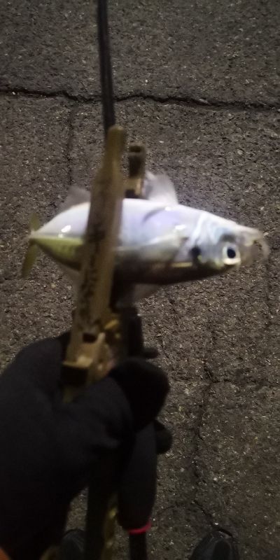 アジング練習 107