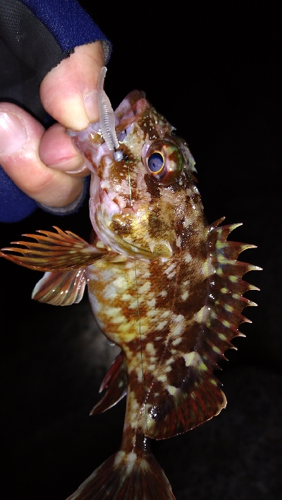 ナイトメバリング