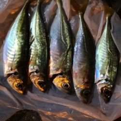 アジング練習 108