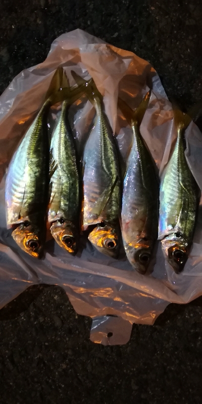 アジング練習 108