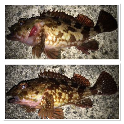 2020ライトゲーム第6戦