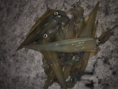 雪の中ヤリイカ釣行