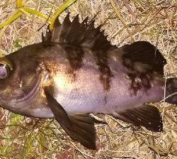 メバリング1805〜1855