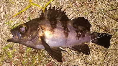 メバリング1805〜1855