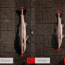 久々、都市型河川でシーバスマルチ