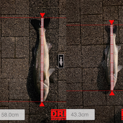 久々、都市型河川でシーバスマルチ