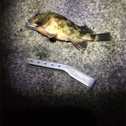 ヤリイカリベンジ