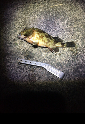 ヤリイカリベンジ