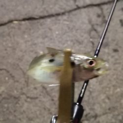 アジング練習 109  スローテーパーを楽しむの巻