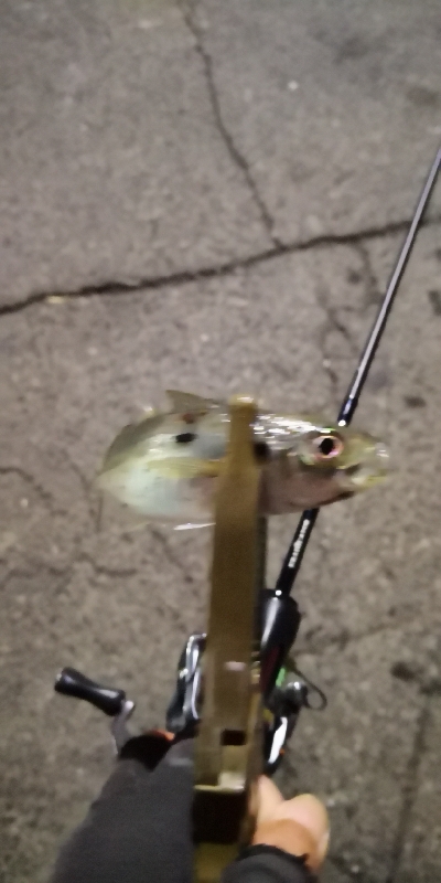 アジング練習 109  スローテーパーを楽しむの巻