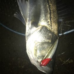 寒いけど釣れます！