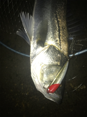 寒いけど釣れます！