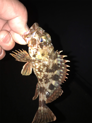 ガッシーとフィッシングショー！