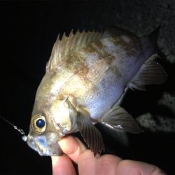 ライトゲーム、メバリング