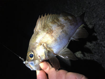 ライトゲーム、メバリング