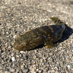 朝~昼ライトゲーム