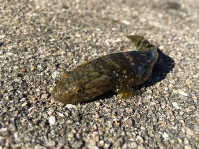 朝~昼ライトゲーム