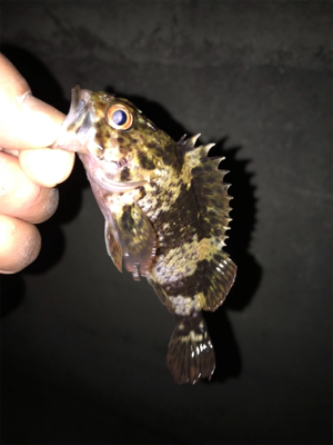 調子が良くなってきた!