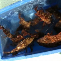 ロックフィッシュショート便に乗ってきました