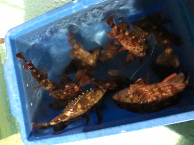 ロックフィッシュショート便に乗ってきました