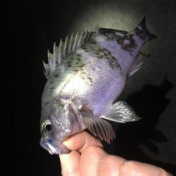 明石方面メバリング