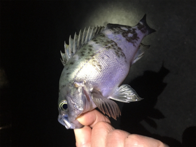 明石方面メバリング