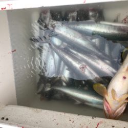 今年初のマイボート釣行