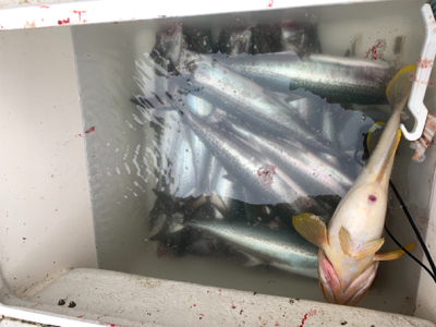 今年初のマイボート釣行