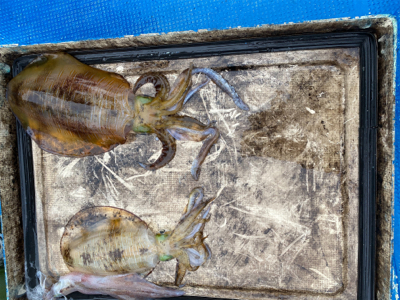 北九州ティップランでキロアップ