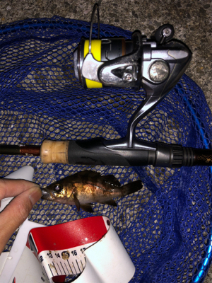 今年初釣りは久々のメバル！