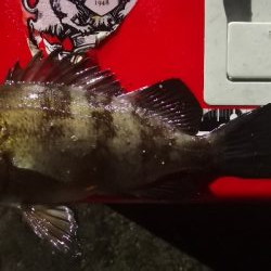 アジング練習 112