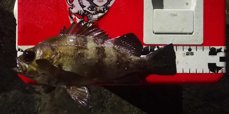 アジング練習 112