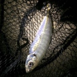 ライトゲームにゃキツイ時期ですなぁ