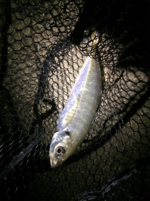 ライトゲームにゃキツイ時期ですなぁ