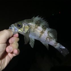 爆釣メバリング!!