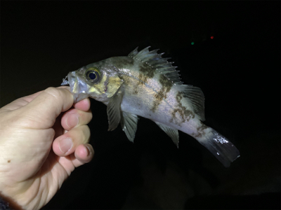 爆釣メバリング!!