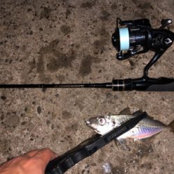 アジング 良型が2月半ばなのにどこでも釣れる