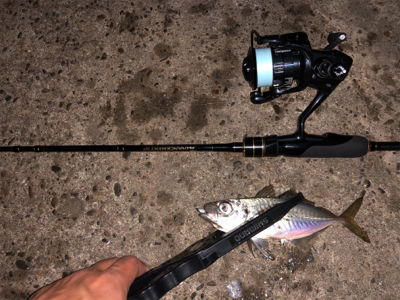 アジング 良型が2月半ばなのにどこでも釣れる