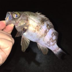 雨上がりのメバリング