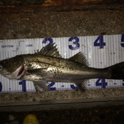 まさかのヒラメ