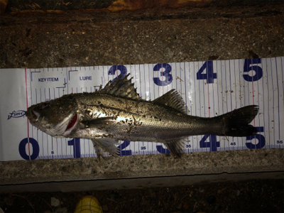 まさかのヒラメ