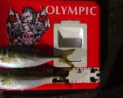 アジング練習  114