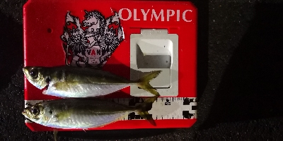 アジング練習  114