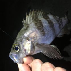 明石周辺メバリング