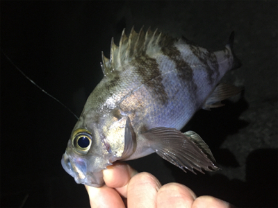 明石周辺メバリング