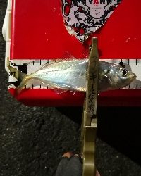 アジング練習 115