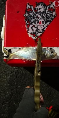 アジング練習 115